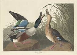 Shoveller Duck (John James Audubon) - Muzeo.com