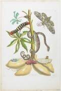 Snake (Maria Sibylla Graff Merian) - Muzeo.com