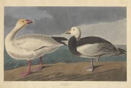 Snow goose (John James Audubon) - Muzeo.com