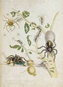 Spiders: Mygole (Maria Sibylla Graff Merian) - Muzeo.com