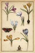 Spring crocus (Daniel Rabel) - Muzeo.com