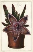 Starfish flower or carrion plant (Dupin) - Muzeo.com