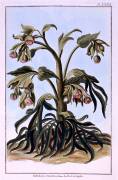 Stinking Hellebore (Pierre-Joseph Buchoz) - Muzeo.com