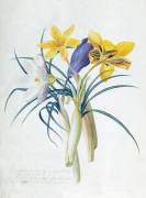 Study of Four Species of Crocus (Georg Dionysius Ehret) - Muzeo.com
