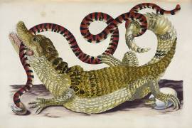 Surinam Caiman Protecting Her Hatchlings from a Coral Snake (Maria Sibylla Graff Merian) - Muzeo.com