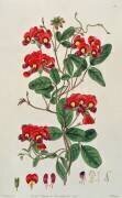 Sweet Pea: Lathyrus odoratus (Edwin Dalton Smith) - Muzeo.com