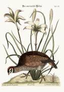 The American Partridge (Mark Catesby) - Muzeo.com