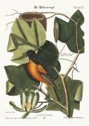The Baltimore Bird (Mark Catesby) - Muzeo.com
