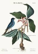 The blue Linnet (Mark Catesby) - Muzeo.com