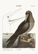 The Booby (Mark Catesby) - Muzeo.com