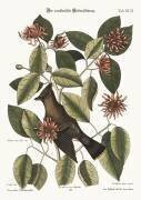 The Chatterer (Mark Catesby) - Muzeo.com