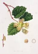 The Cob Nut (William Hooker) - Muzeo.com