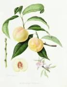 The Conudray Nectarine (William Hooker) - Muzeo.com