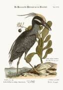The crested Bittern (Mark Catesby) - Muzeo.com