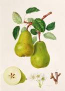 The D'Auch Pear (William Hooker) - Muzeo.com