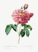 The Duchess of Orleans Rose (Pierre Joseph Redouté) - Muzeo.com