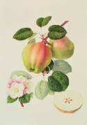 The Dutch Codlin (William Hooker) - Muzeo.com