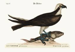 The fishing Hawk (Mark Catesby) - Muzeo.com