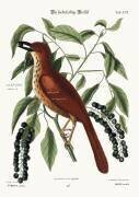 The Fox coloured Thrush (Mark Catesby) - Muzeo.com
