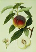 The Galande Peach (William Hooker) - Muzeo.com