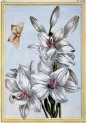 The Great White Lily (Pierre-Joseph Buchoz) - Muzeo.com