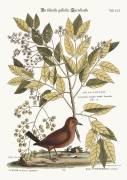 The Ground Dove (Mark Catesby) - Muzeo.com