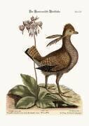 The Heathcock (Mark Catesby) - Muzeo.com
