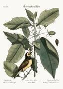 The Hooded Titmouse (Mark Catesby) - Muzeo.com