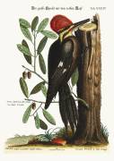 The larger red-crested Woodpecker (Mark Catesby) - Muzeo.com