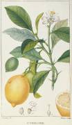 The Lemon Tree (Pierre Jean Francois Turpin) - Muzeo.com