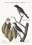 The little brown Flycatcher (Mark Catesby) - Muzeo.com