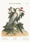 The little white Heron (Mark Catesby) - Muzeo.com