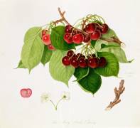 The May Duke Cherry (William Hooker) - Muzeo.com
