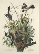 The Mocking Bird (John James Audubon) - Muzeo.com