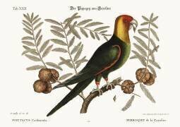 The Parrot of Carolina (Mark Catesby) - Muzeo.com