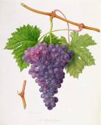 The Poonah Grape (William Hooker) - Muzeo.com