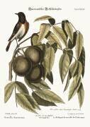 The Redstart (Mark Catesby) - Muzeo.com
