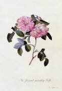 The Striped Monthly Rose (Georg Dionysius Ehret) - Muzeo.com