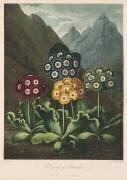 The Temple of Flora, A Group of Auriculas (Robert John Thornton) - Muzeo.com
