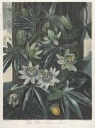 The Temple of Flora, The Blue Passion Flower (Robert John Thornton) - Muzeo.com