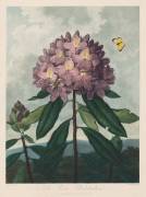The Temple of Flora, The Pontic Rhododendron (Robert John Thornton) - Muzeo.com