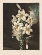The Temple of Flora, The White Lily with Variegated Leaves, (Robert John Thornton) - Muzeo.com