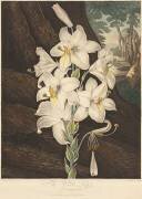 The Temple of Flora, White Lily with Variegated Leaves (Robert John Thornton) - Muzeo.com