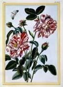The Variegated Rose of England (Pierre-Joseph Buchoz) - Muzeo.com