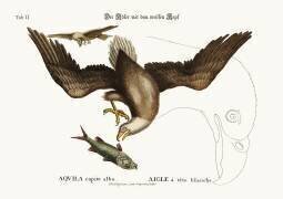 The white-headed Eagle (Mark Catesby) - Muzeo.com