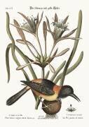 The Yellow and Black Pye (Mark Catesby) - Muzeo.com