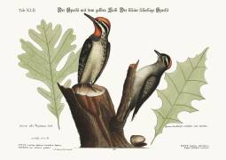 The yellow-bellied Woodpecker (Mark Catesby) - Muzeo.com