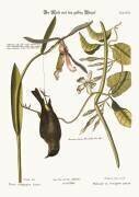 The Yellow-Rump (Mark Catesby) - Muzeo.com