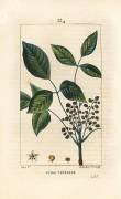 Toxic Liana - Poison oak (Pierre Jean Francois Turpin) - Muzeo.com
