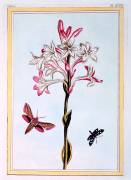 Tuberose (Pierre-Joseph Buchoz) - Muzeo.com